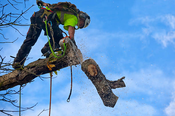 Murrells Inlet, SC Tree Care Company